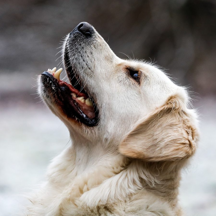 A photo of a golden retriever looking upwards with its mouth open.